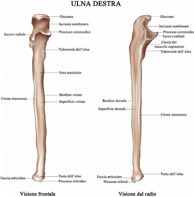 ulna