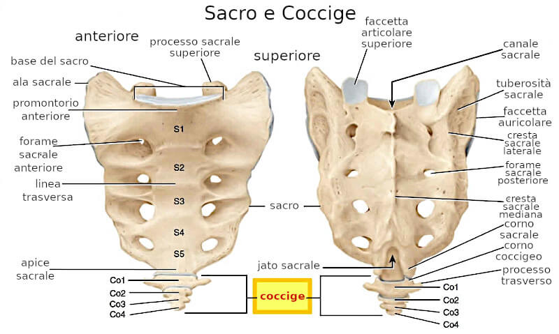 Osso sacro - Scienza del Movimento