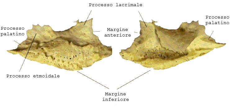 conca nasale inferiore